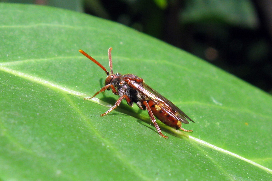 Nomada sp